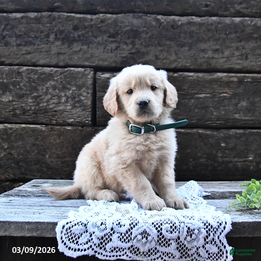 Goldendoodle dogs Benji - Ad 1