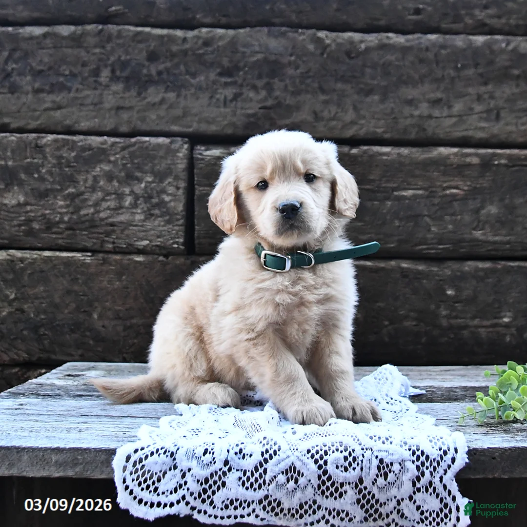 Goldendoodle dogs for sale: Benji - Ad 1