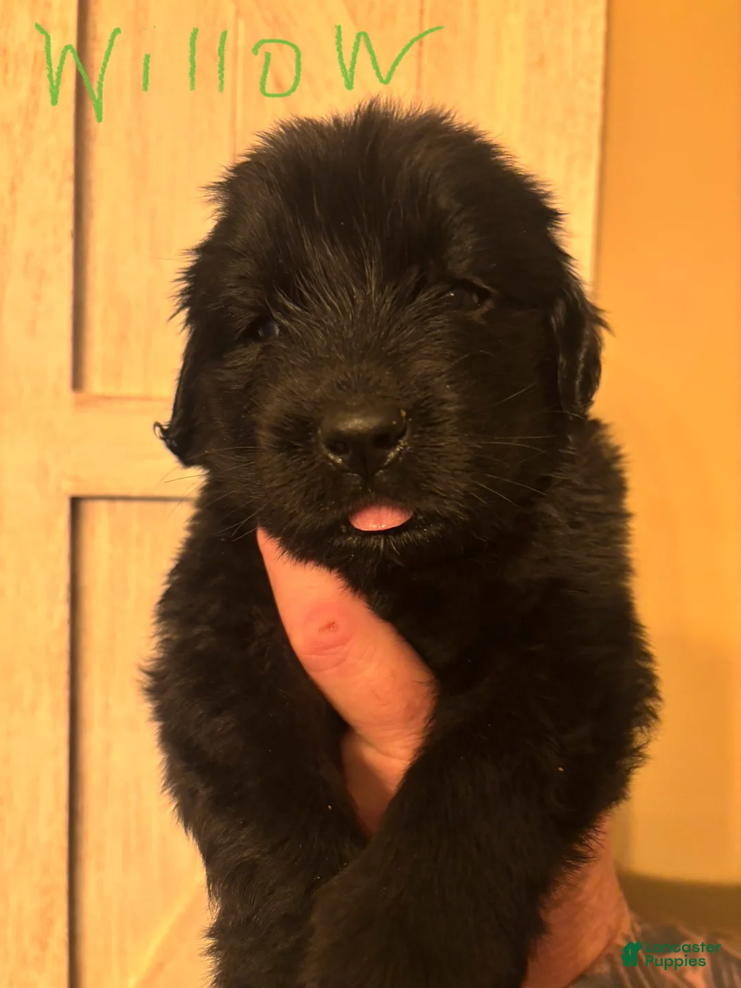 Newfoundland dogs for sale: Newfoundland Puppy 5 - Ad 1