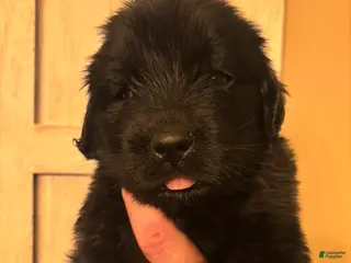 Newfoundland dogs Newfoundland Puppy 5 - Ad 21