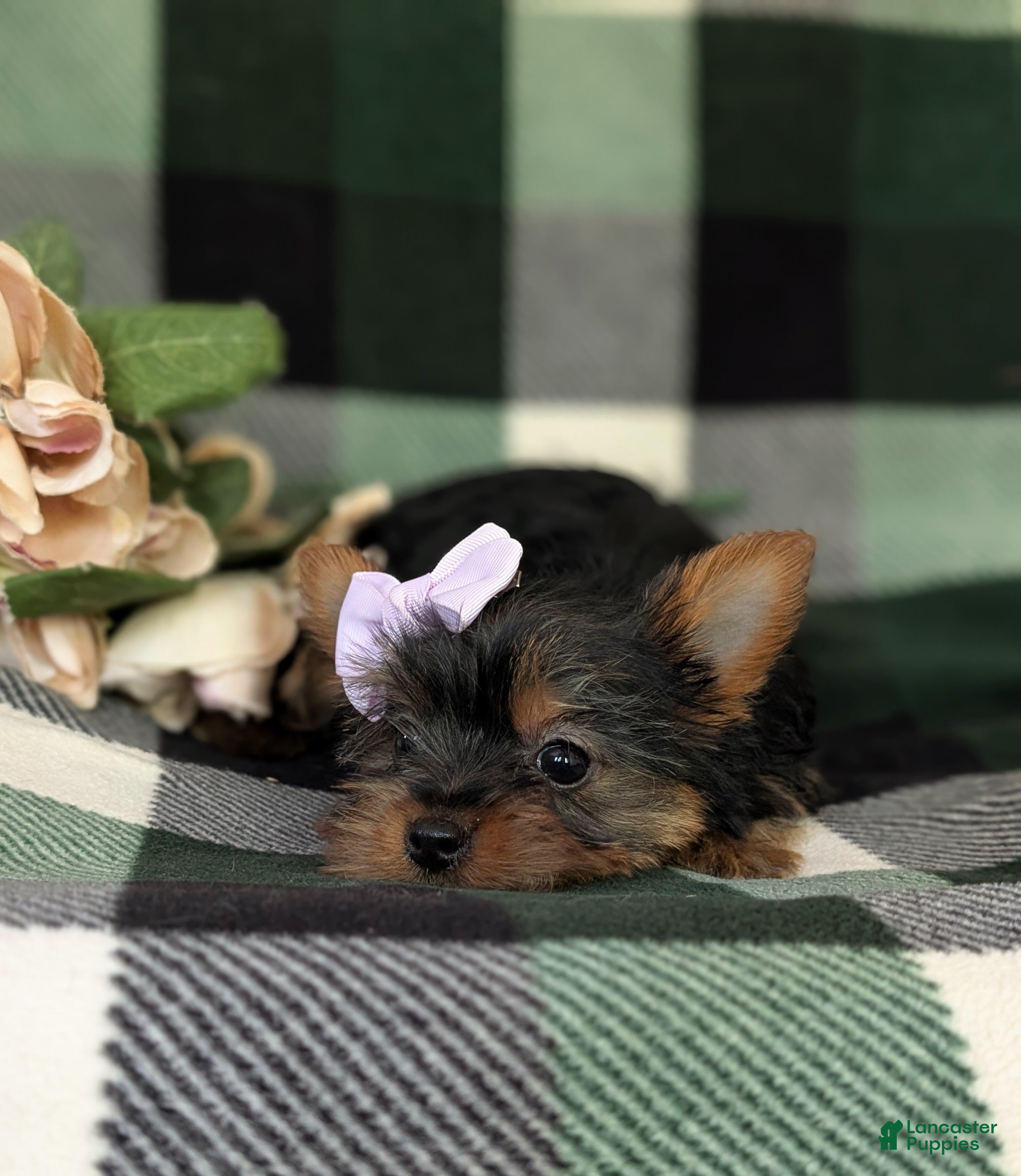 Yorkshire Terrier dogs for sale: Linette 7 lbs Full Grown - Ad 9