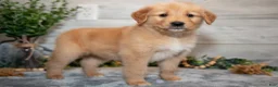 Golden Retriever dogs for sale: Rex - Ad 1