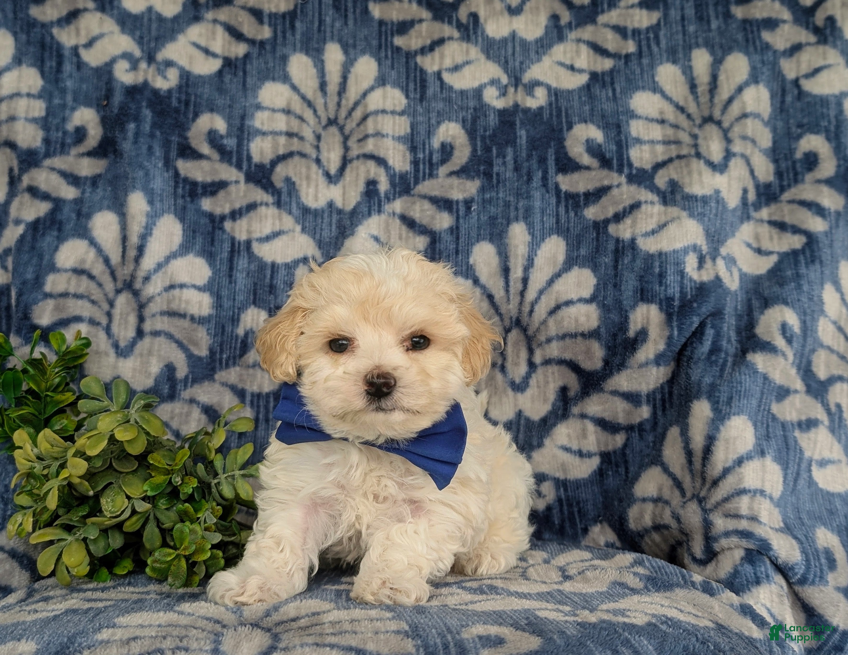 Maltipoo dogs for sale: Laim 7 lbs Full Grown - Ad 1