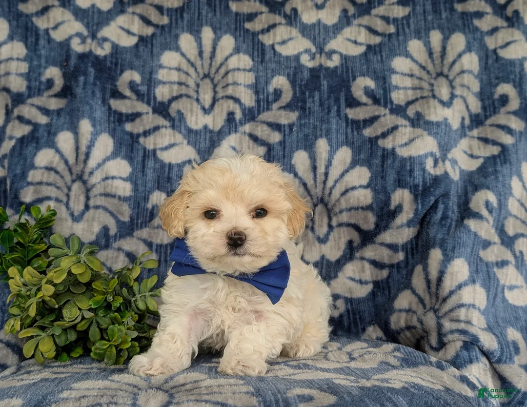 Maltipoo dogs for sale: Laim 7 lbs Full Grown - Ad 1
