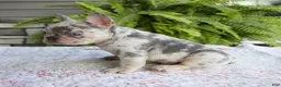 French Bulldog dogs for sale: Rubble - Ad 4