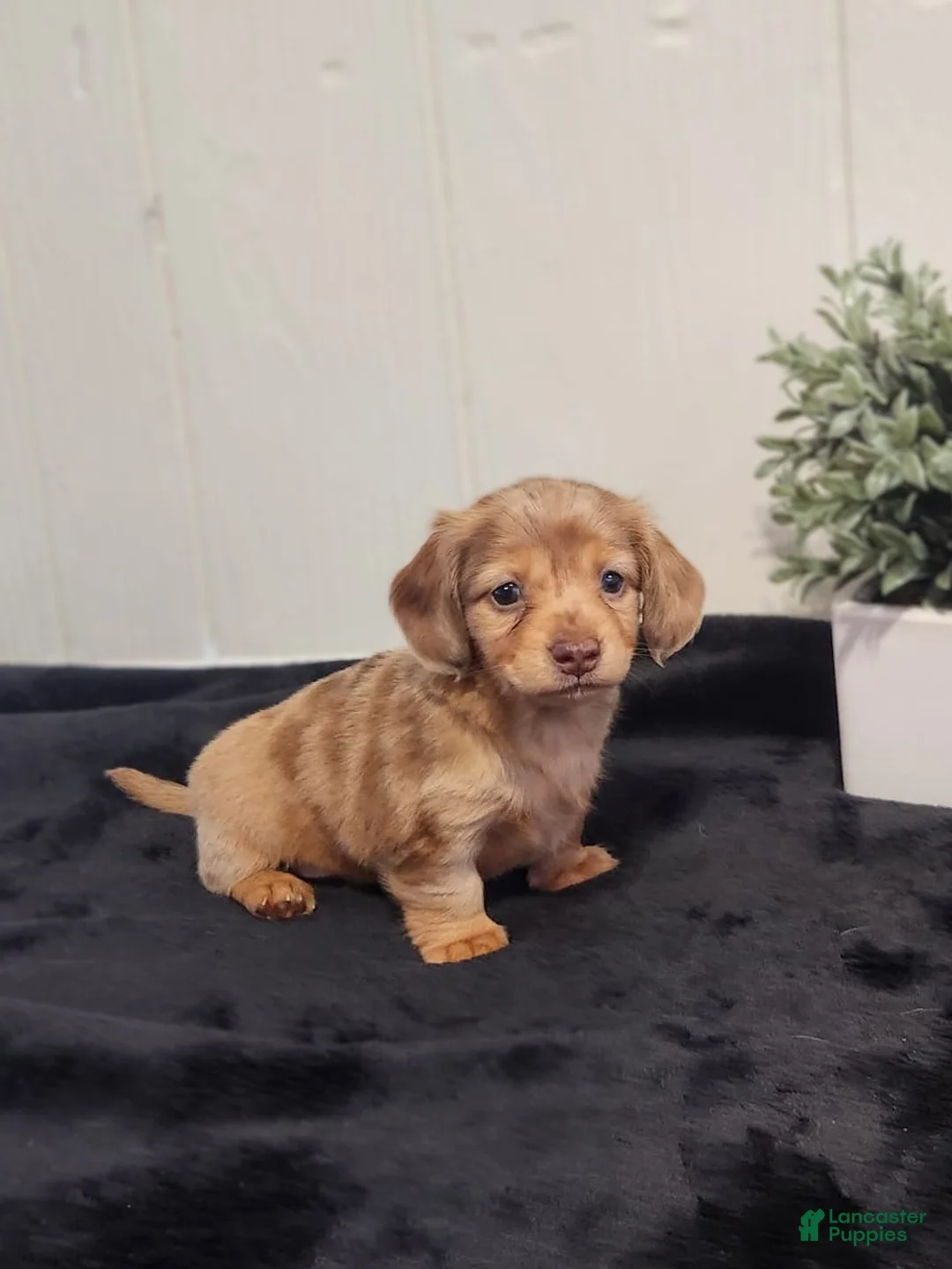 Dachshund dogs for sale: River - Ad 1