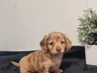 Dachshund dogs for sale: River - Ad 3