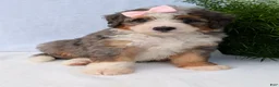 Mini Bernedoodle dogs for sale: Mini Emmie  - Ad 14