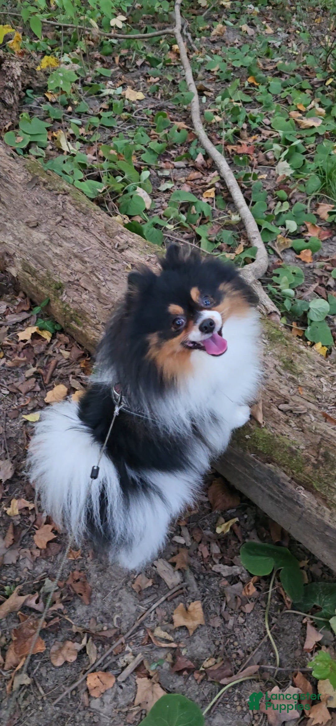 Pomeranian dogs for stud: Puppies - Ad 6