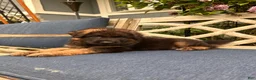 German Shepherd dogs for sale: Jasper - Ad 3