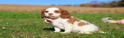 Cavalier King Charles Spaniel dogs for sale: Lola - Ad 5