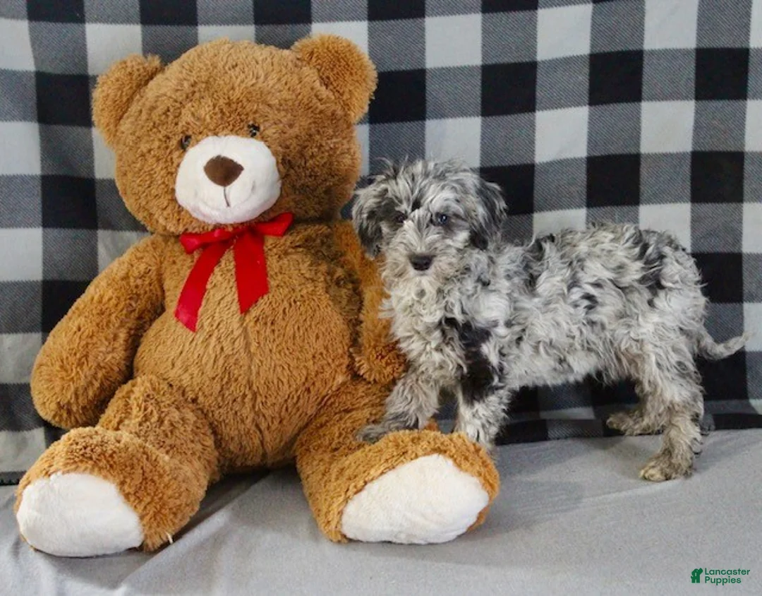 Mixed Breed dogs for sale: Raven - Ad 6