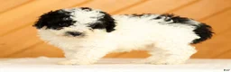 Toy Poodle dogs for sale: Doodle - Ad 3