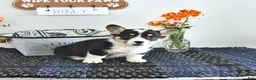 Welsh Corgi Pembroke dogs for sale: Rosey - Ad 3
