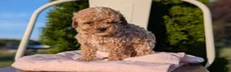 Cavapoo dogs for sale: Saint - Ad 4