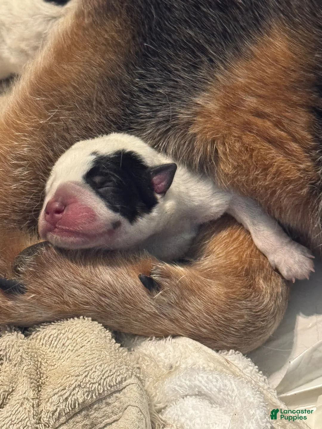 Australian Cattle Dog dogs for sale: Australian Cattle Dog Puppy 1 - Ad 6