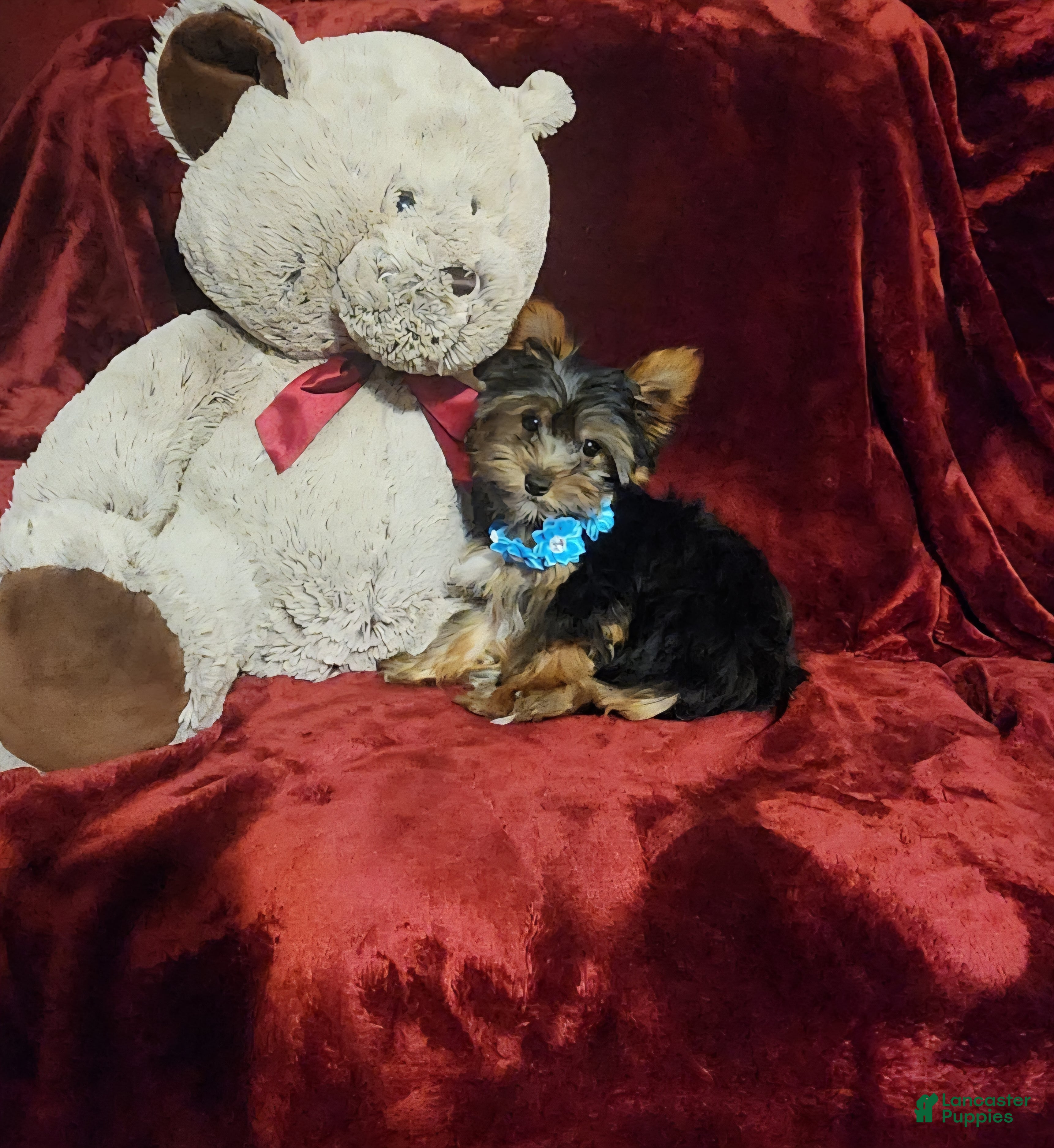 Yorkshire Terrier dogs *KNOX* - Ad 16