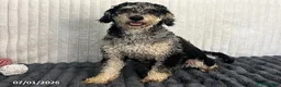 Cavapoo dogs for sale: Faith - Ad 5