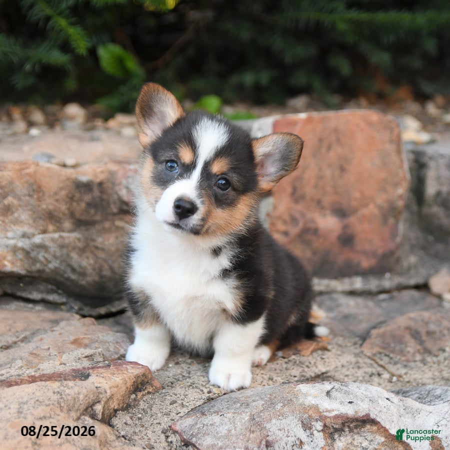 Welsh Corgi Pembroke dogs Basil - Ad 1