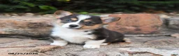 Welsh Corgi Pembroke dogs for sale: Basil - Ad 1