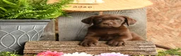 Labrador Retriever dogs for sale: Maple   - Ad 3
