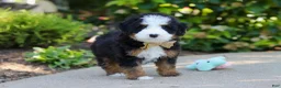 Mini Bernedoodle dogs for sale: Kip - Ad 4