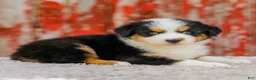 Australian Shepherd dogs for sale: Cassidy - Ad 5