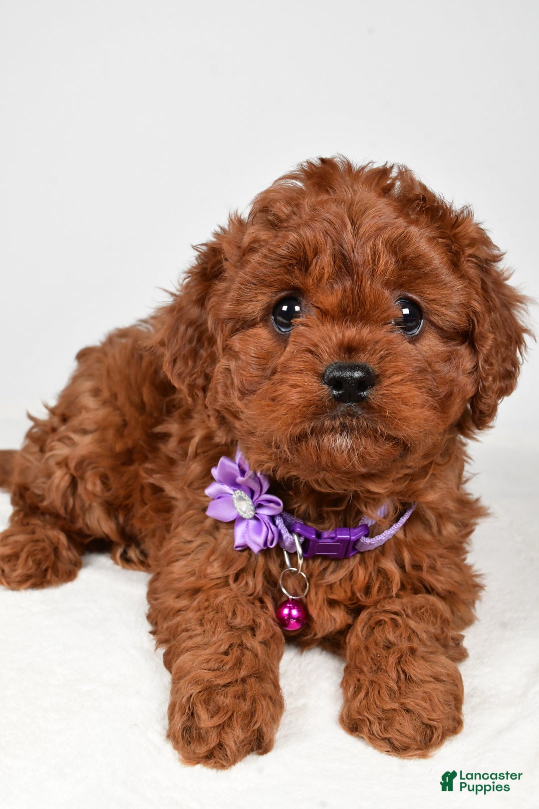 Cavapoo dogs for sale: Jo - Ad 2