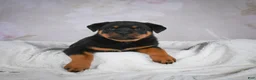 Rottweiler dogs for sale: Turbo - Ad 5