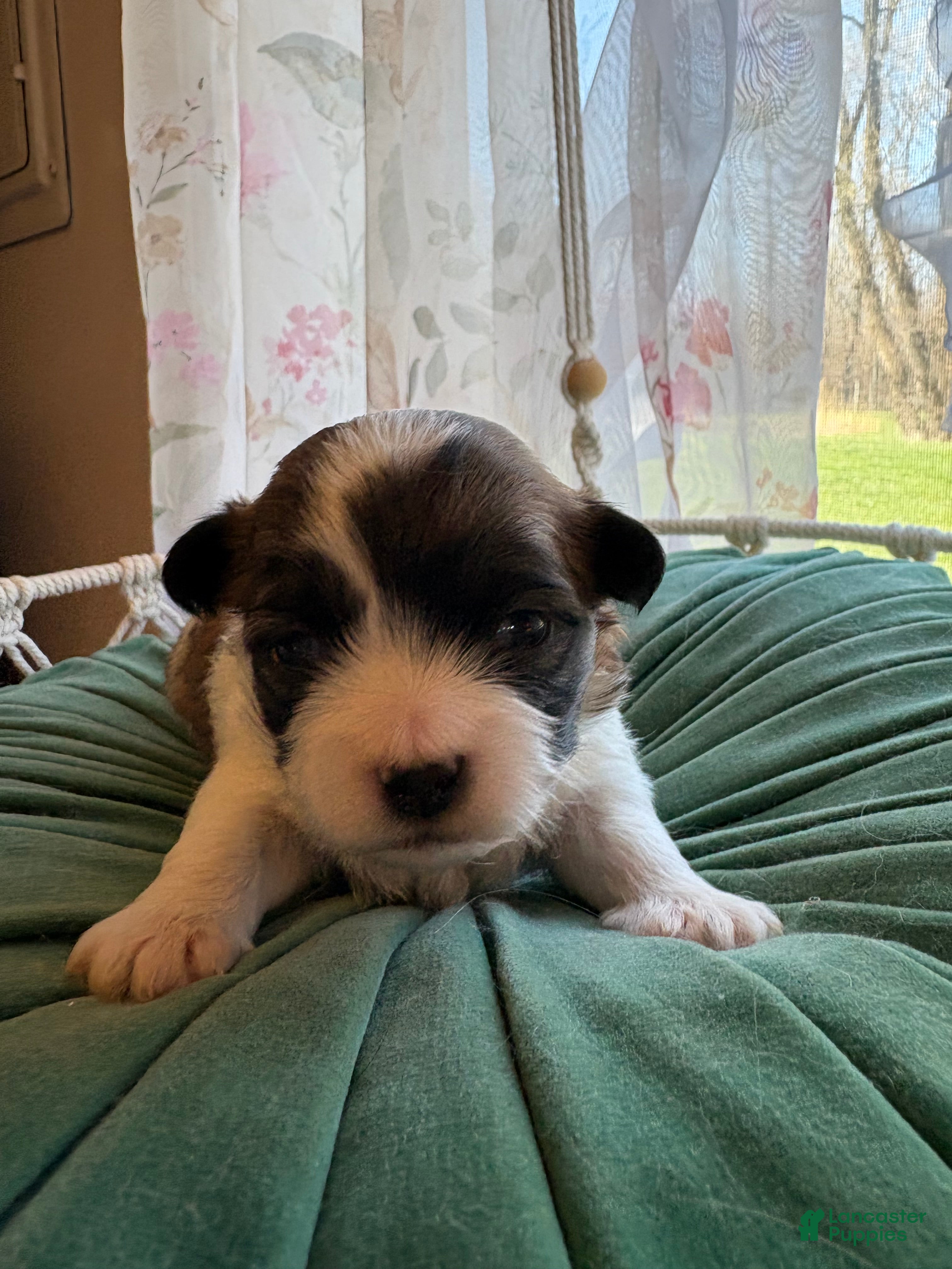 Mixed Breed dogs Moon - Ad 1