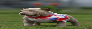 American Bully 1