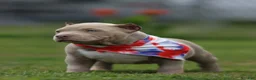 American Bully dogs for sale: American Bully 1 - Ad 1