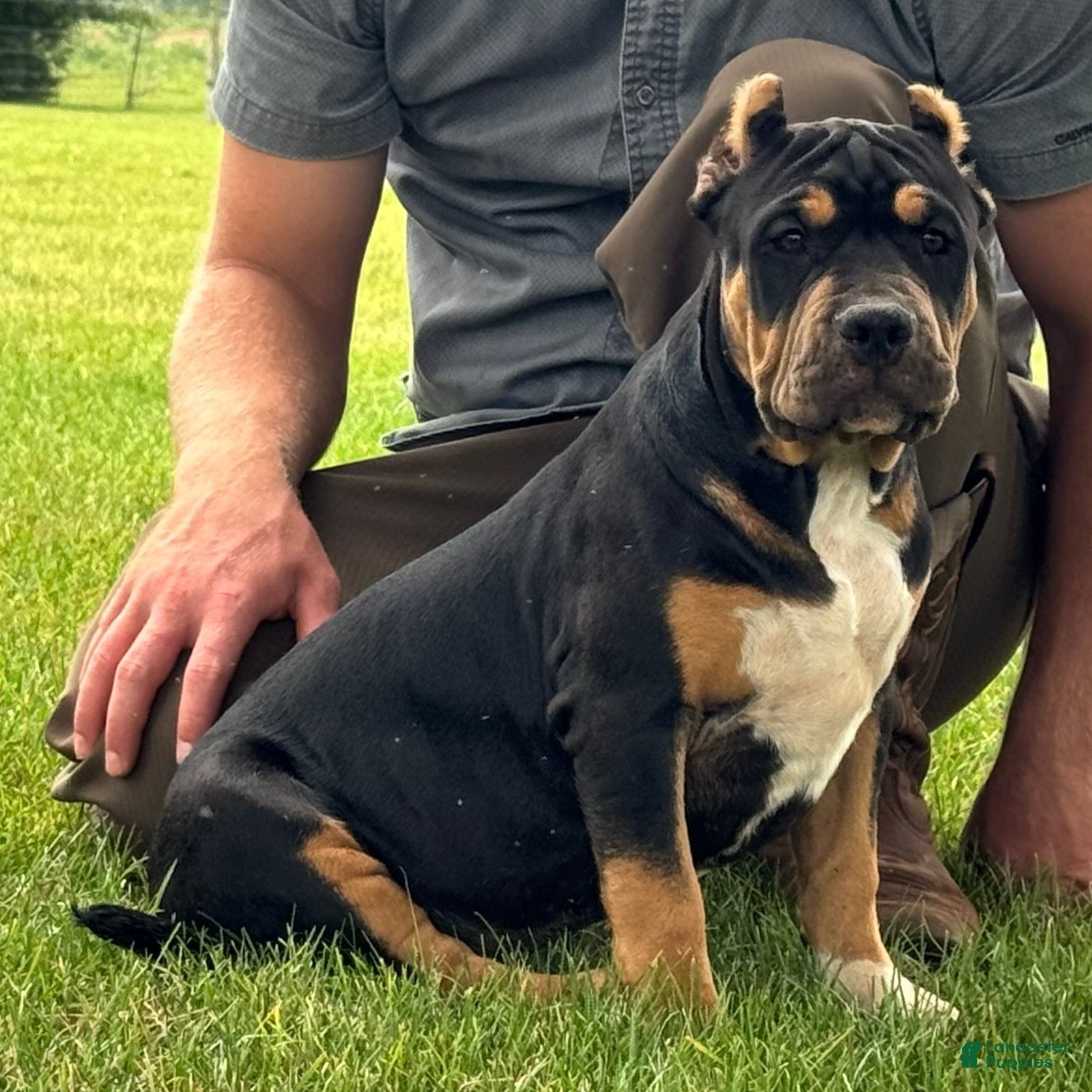 American Bully dogs Gia - Ad 1