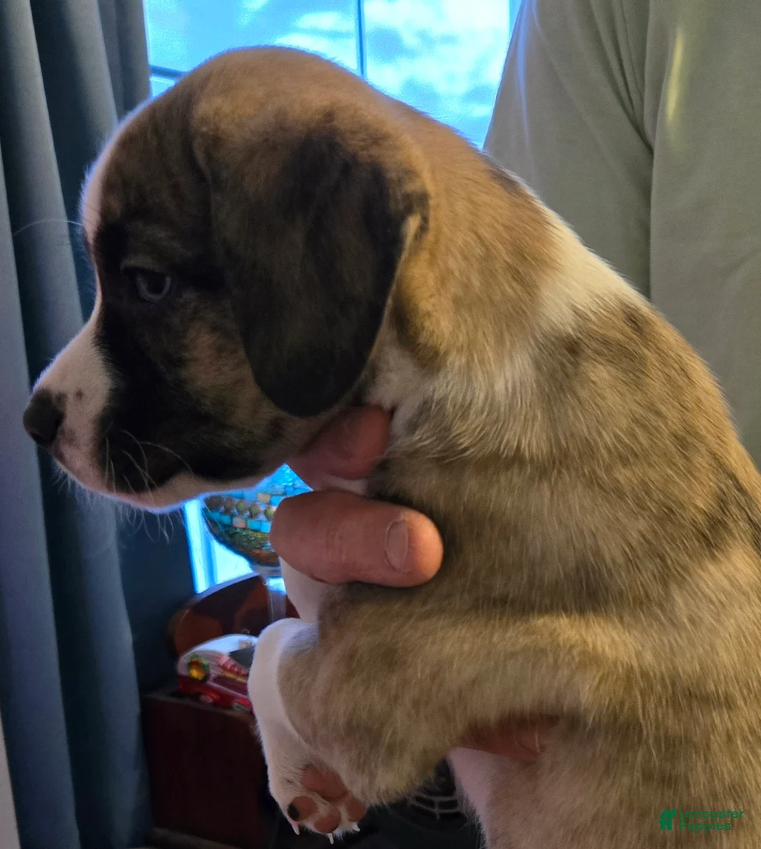 Mixed Breed dogs for sale: GIGI - Ad 2