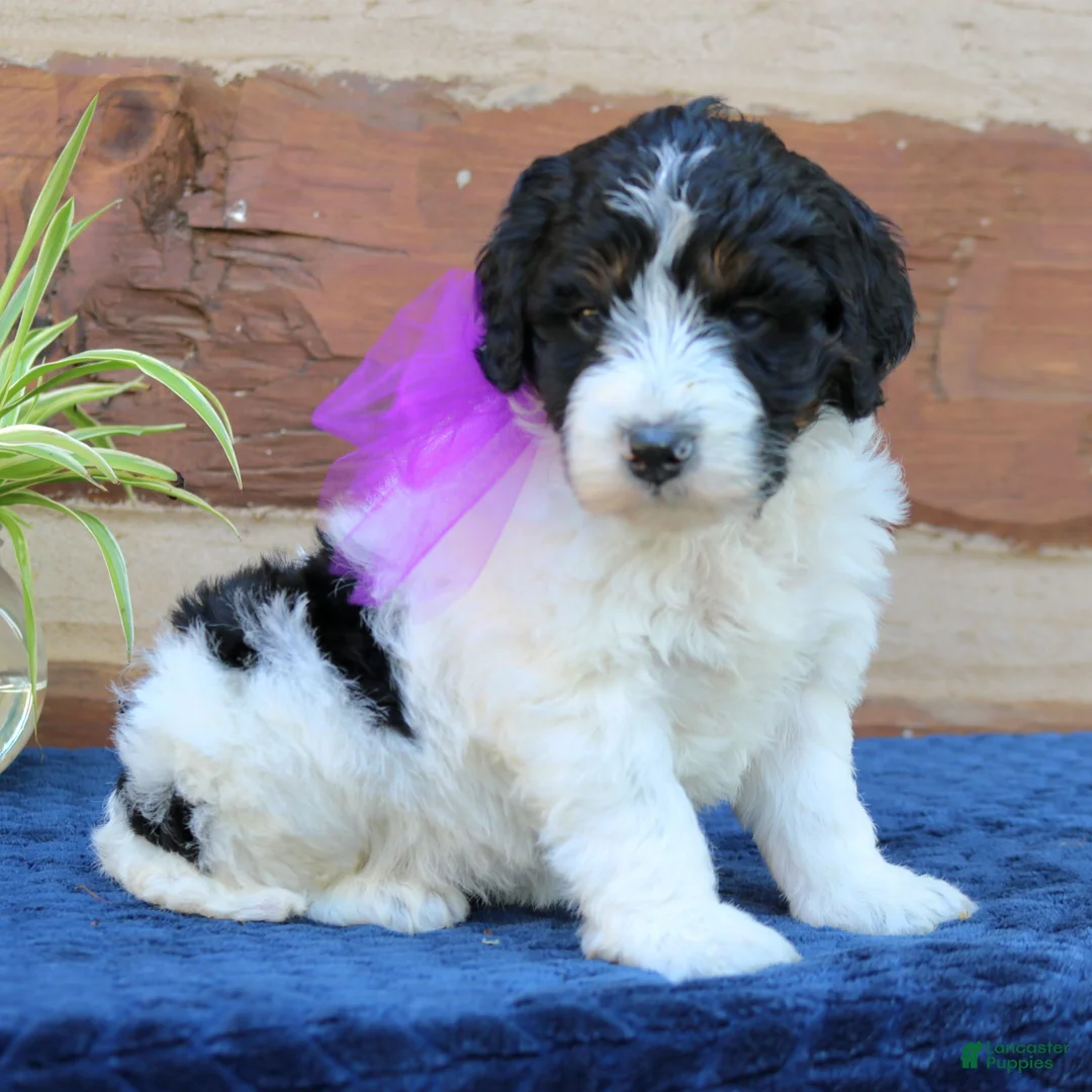 Mini Bernedoodle dogs for sale: Gemma  - Ad 2