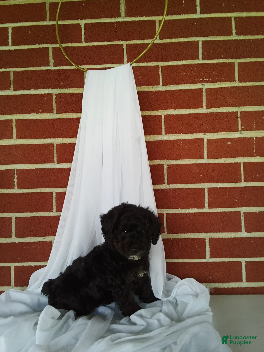 Yorkiepoo dogs for sale: 🐾 Meet Jackson – Beautiful F1B Yorkiepoo Puppy! 🐾 - Ad 2