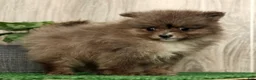 Pomeranian dogs for sale: Levi - Ad 6