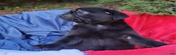 Pug dogs for sale: Black Bear - Ad 4