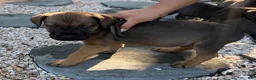 South African Boerboels dogs for sale: Bronx - Ad 3