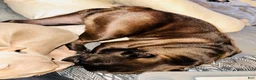 American Bully dogs for sale: American Bully 1 - Ad 7