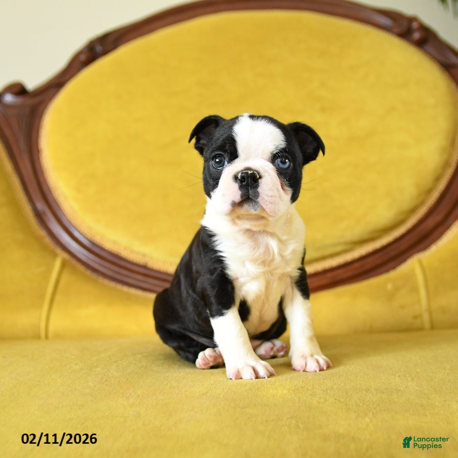 Boston Terrier dogs Rosie - Ad 2