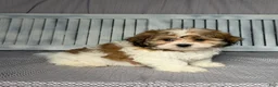 Teddy Bear dogs for sale: Justin - Ad 5