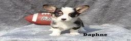 Welsh Corgi Pembroke dogs for sale: Daphne - Ad 1