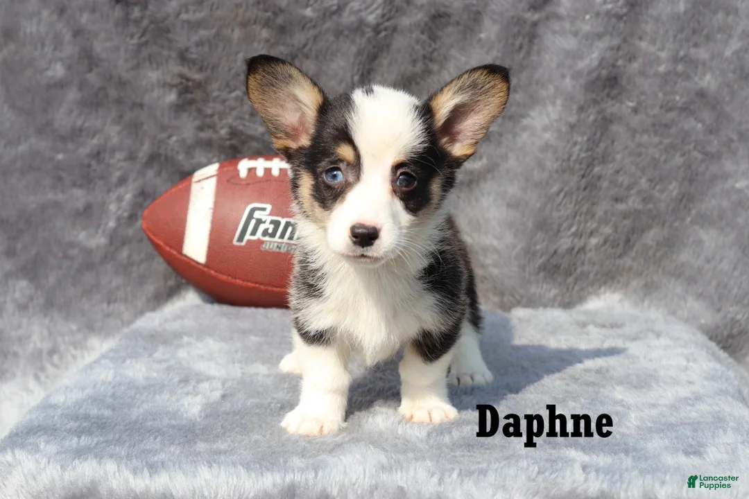 Welsh Corgi Pembroke dogs for sale: Daphne - Ad 1