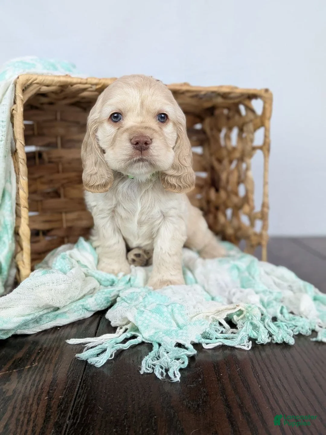 Cocker Spaniel dogs for sale: Cocker Spaniel Puppy 1 - Ad 7