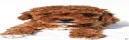Cavapoo dogs for sale: Polly - Ad 7