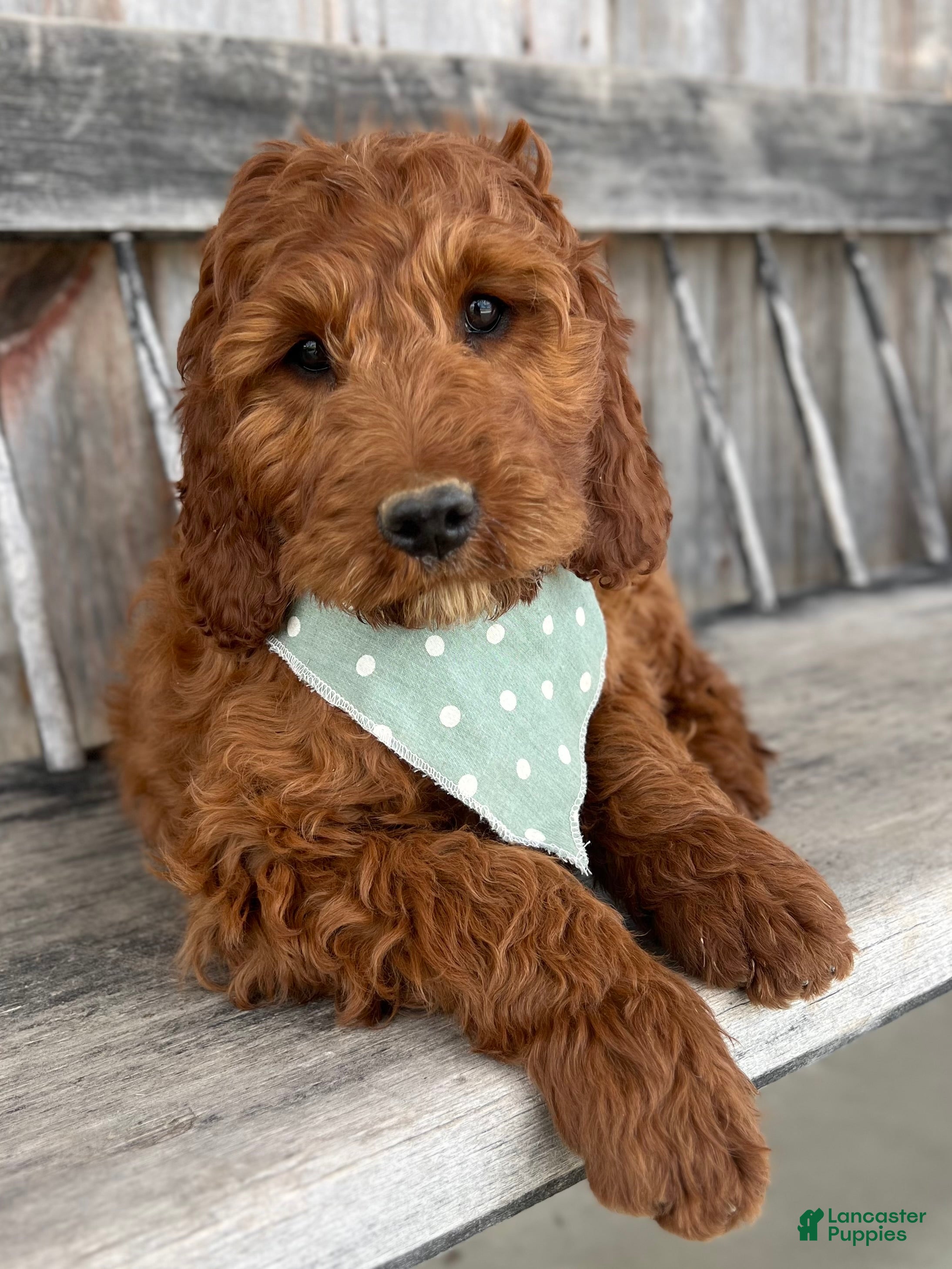 Irish Doodle dogs Lily - Ad 1