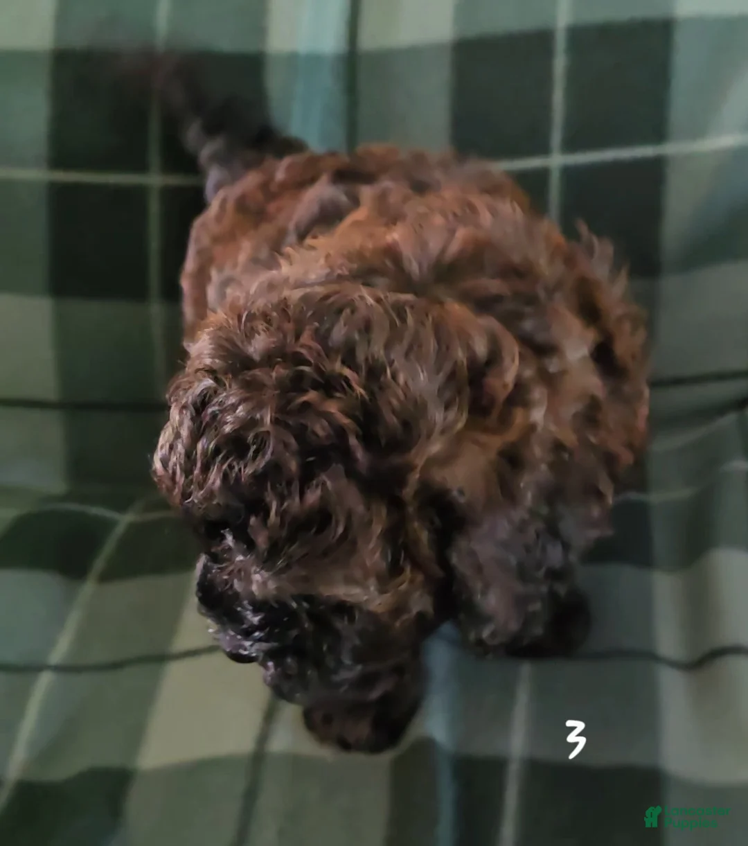Shihpoo dogs for sale: Shihpoo 3 - Ad 2