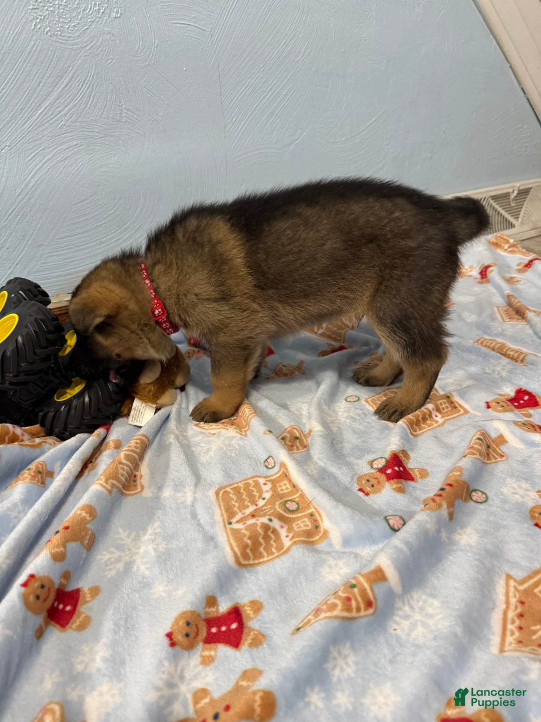 German Shepherd dogs for sale: Rex - Ad 2