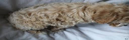Mixed Breed dogs for sale: CavaPooChon male - JUMBLES - Ad 3